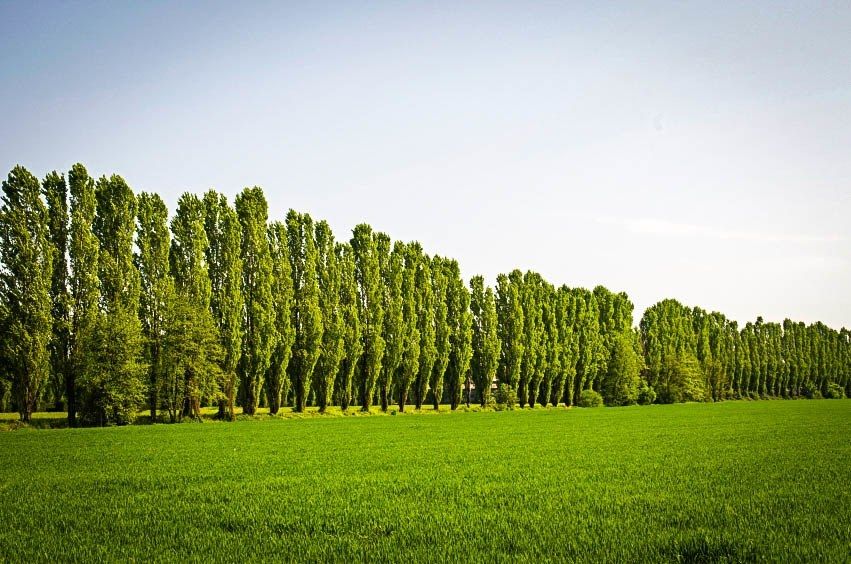 Fluff of poplar trees unlikely to carry COVID-19 virus