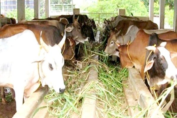 रोज़गार का सशक्त माध्यम बन सकता है पशुधन