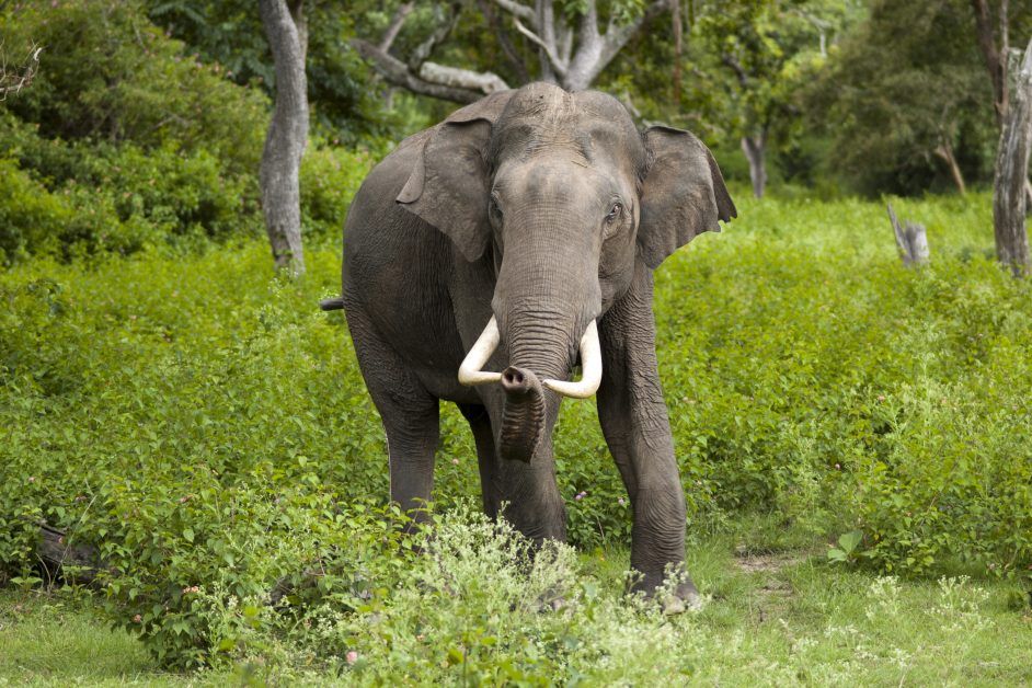 Asian male elephants prefer to be alone: Study