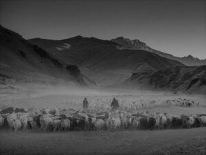 Nomadic pashmina farmers in Ladakh rethink their way of life