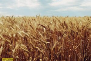 Top wheat producer states of India in 2022