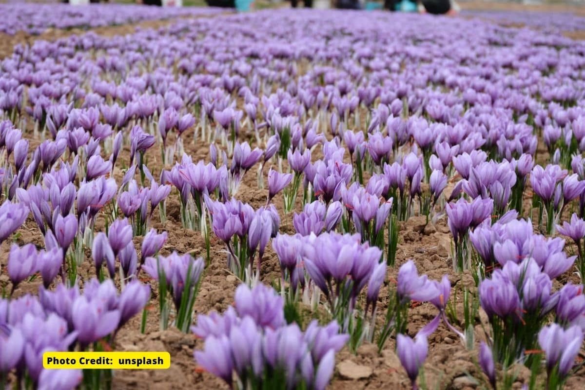 The world's most expensive spice saffron is disappearing