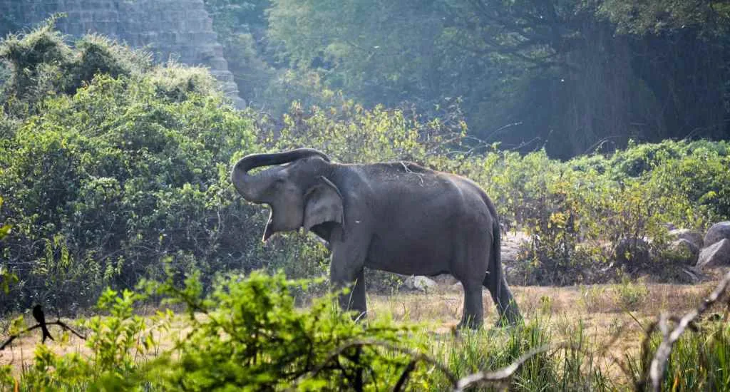 human elephant conflict
