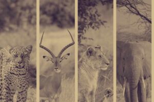 Endangered animals of India and policies to save them