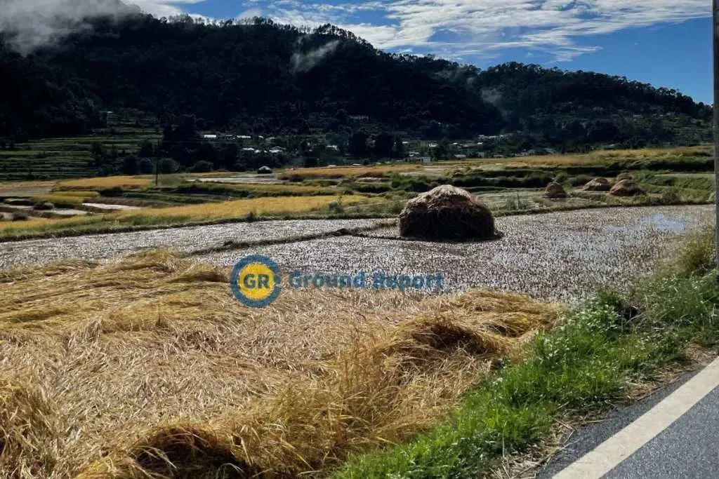 straw heaps of paddy in fields of Uttarakhand