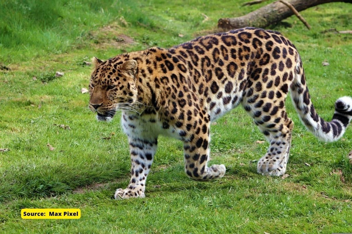 Mass extinction: These animals could disappear by 2050