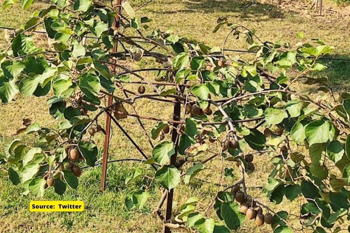 Apple town Sopore is shifting to Kiwi farming, do you know why?