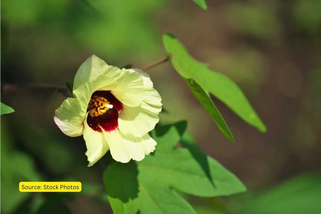 How is climate change affecting cotton cultivation