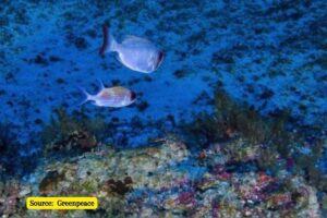 What is an ocean dead zone and why are they getting worse?