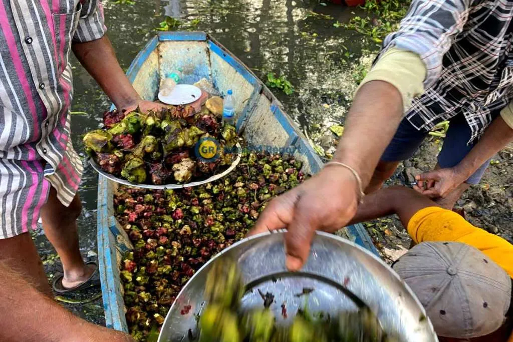 chestnut farming