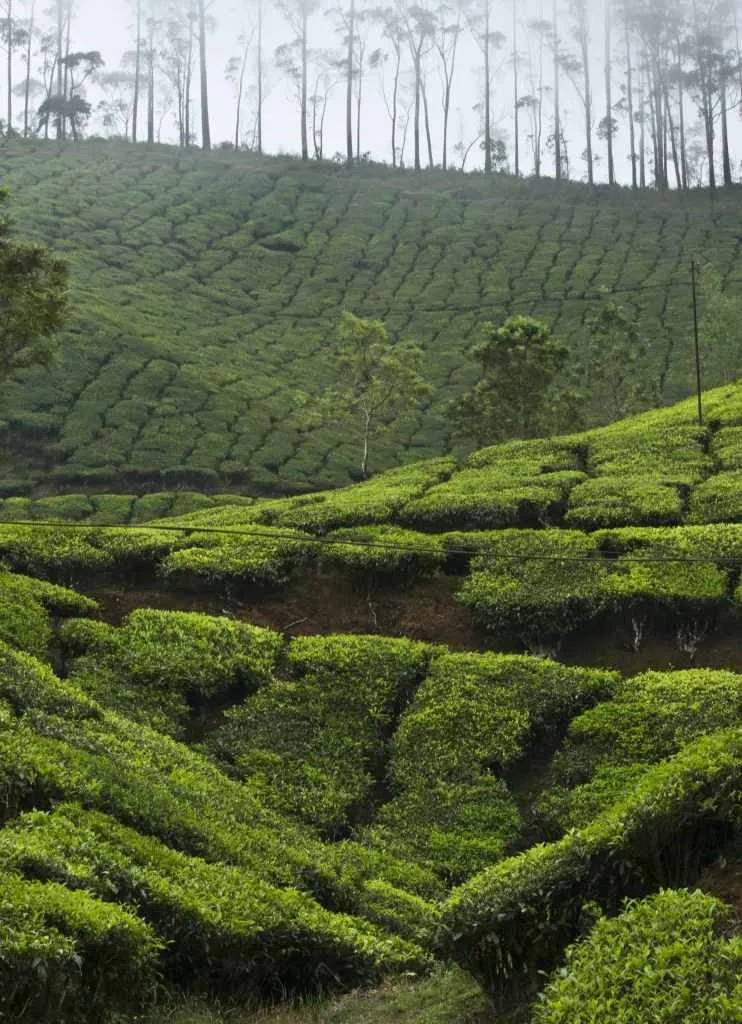 Misty tea plantation in  Munnar, India