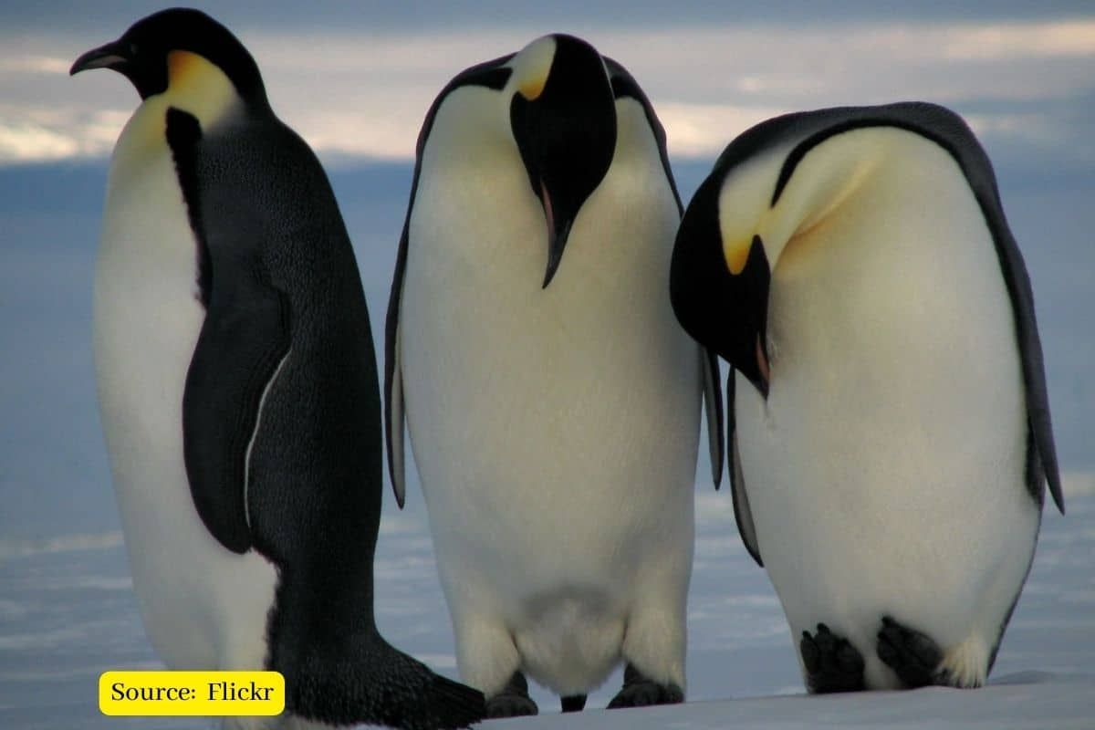 Emperor penguins could be near extinct by 2100