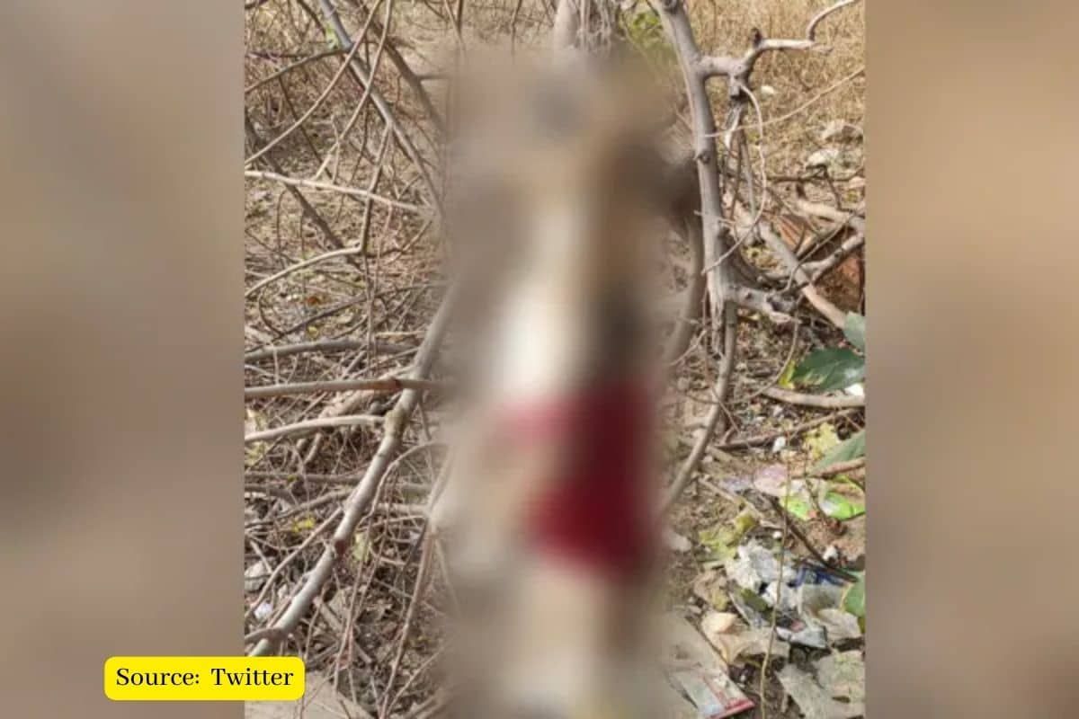 Two stray puppies allegedly strangled to death in Dwarka