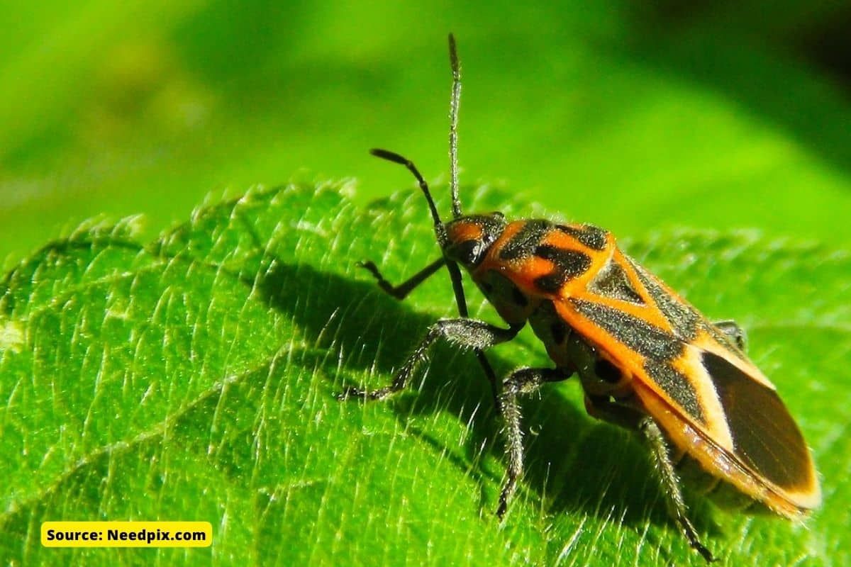 Insect population: Can we stop collapse of insects?