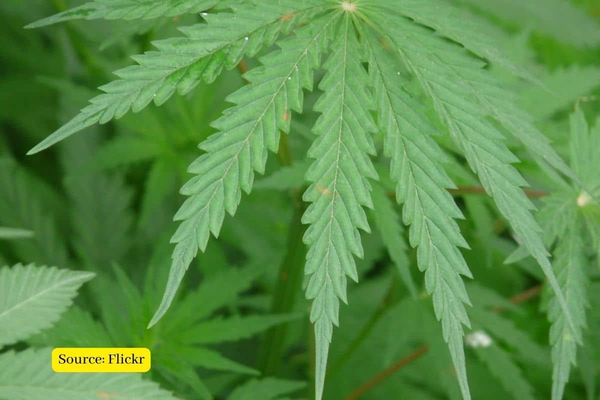 Is Cannabis plant answer to fight against climate change?
