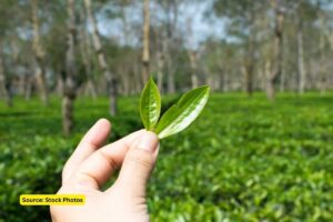 Ecological benefits of tea plantation