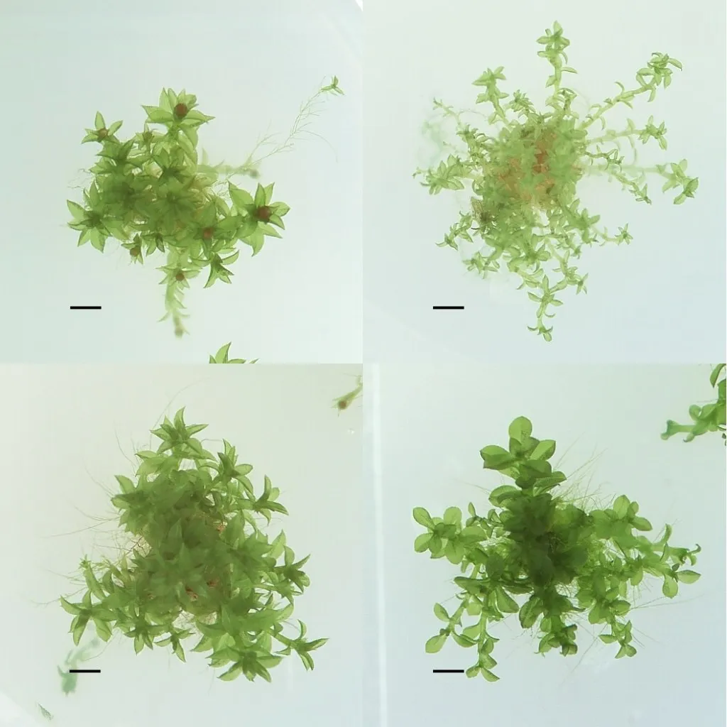 Four different ecotypes of Physcomitrella patens stored at the IMSC