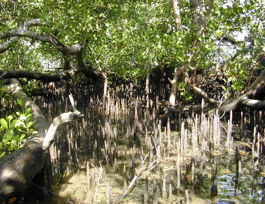 Mangrove (Sonneratia ?alba) trees and pneumatophores on the coast of Yap