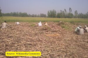 India Sugar mills to close early as rain hits cane supply