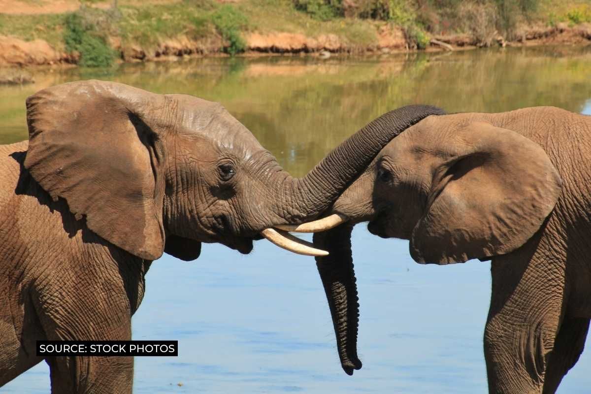 Elephants are ‘Environmental Engineers’ & can help us fight climate change