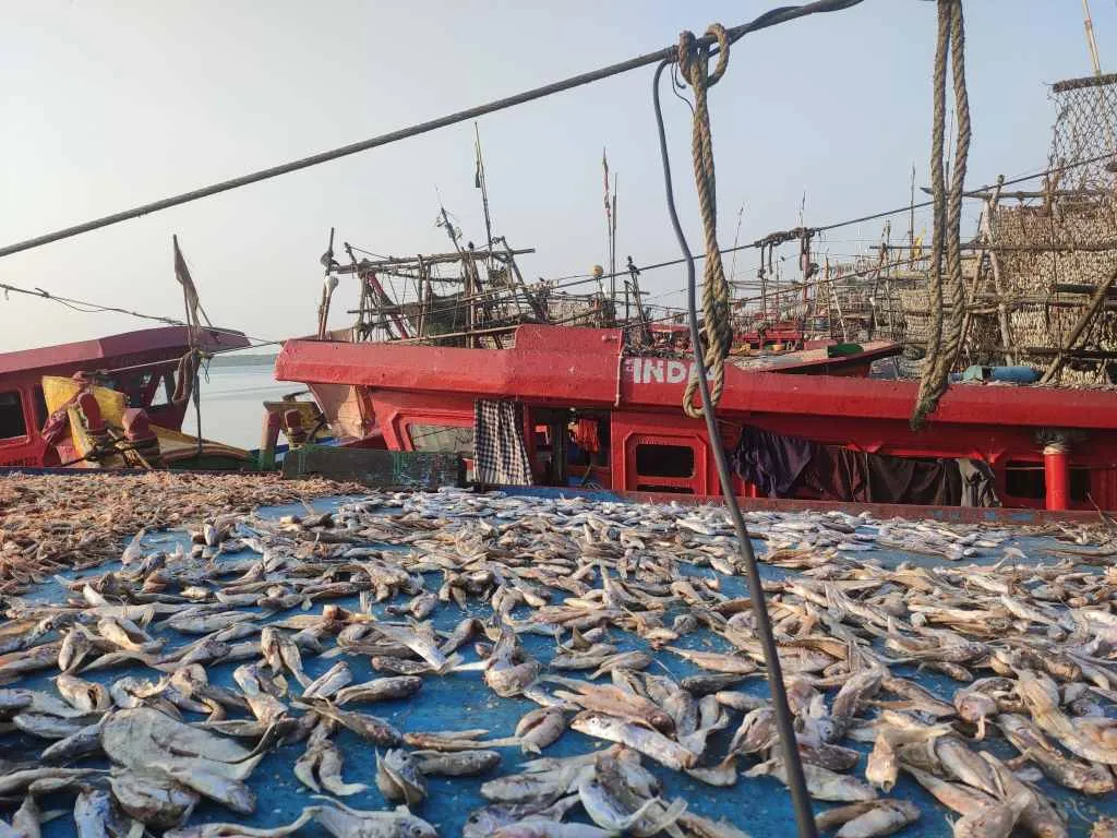 Paradip port, fish drying on the boats