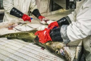 Overfishing in the FMPO industry, killing India's marine ecosystem