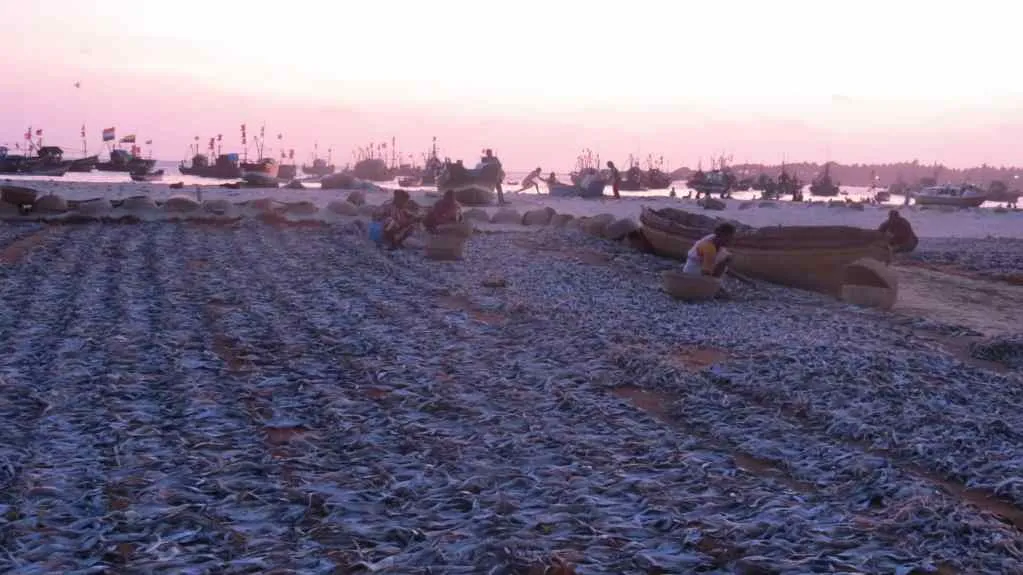 Overfishing in the FMPO industry, killing India's marine ecosystem