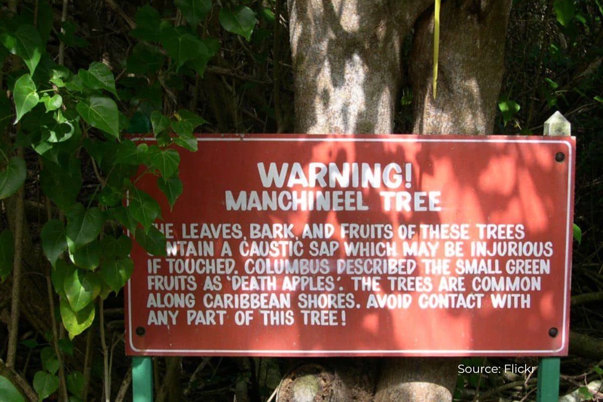 Where does the deadliest tree Manchineel found on earth?