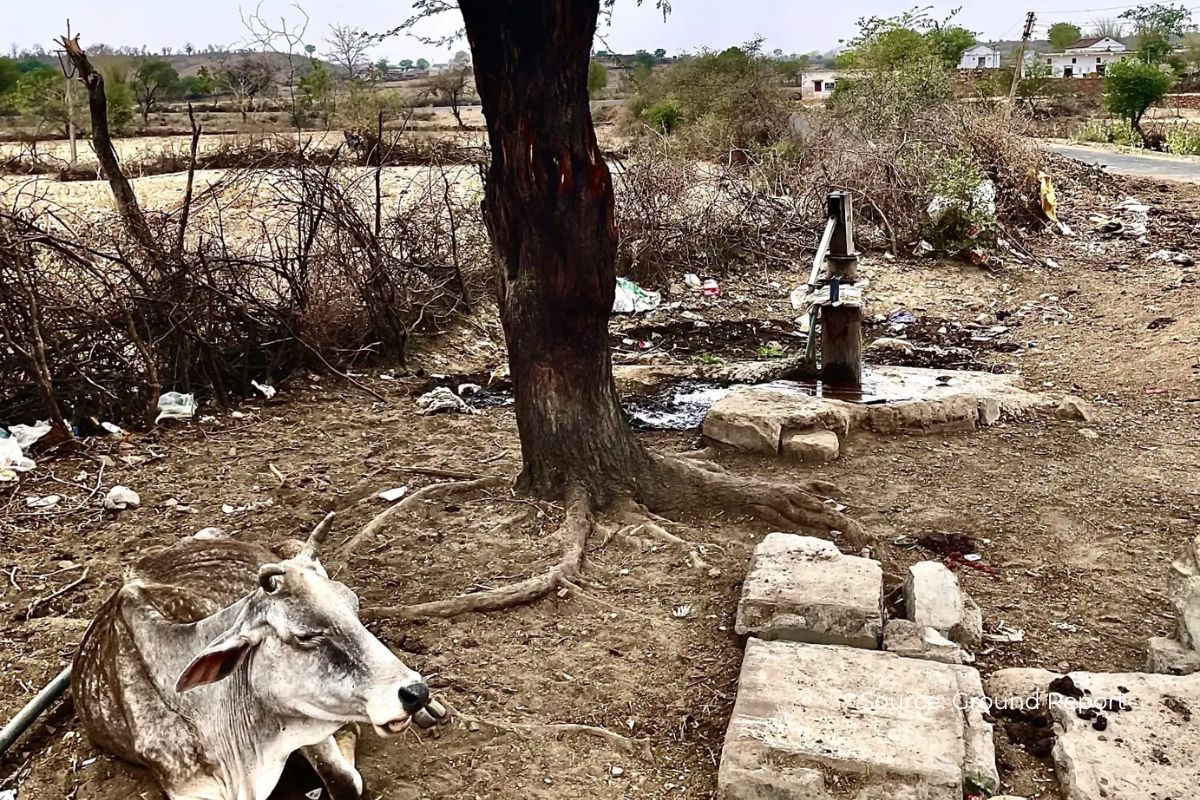 How many trees being cut in Buxwaha MP and why?
