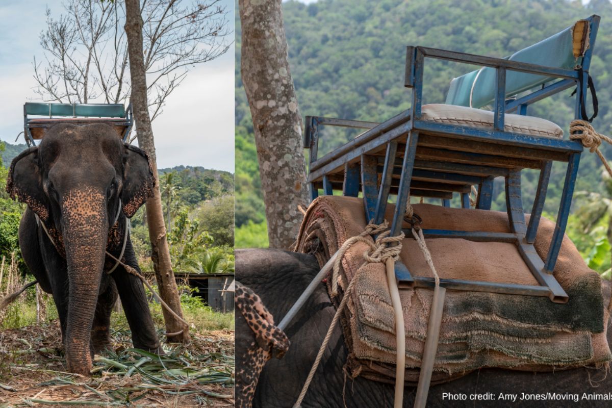 The Harmful effects of tourist rides on Elephants' bodies