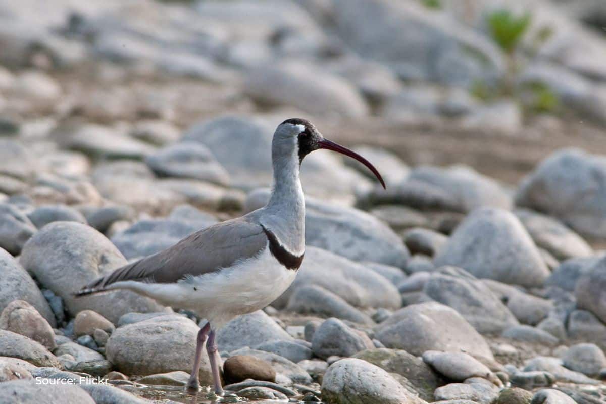 Bird watchers favorite, mystery bird 'Ibisbill' is in danger in Kashmir