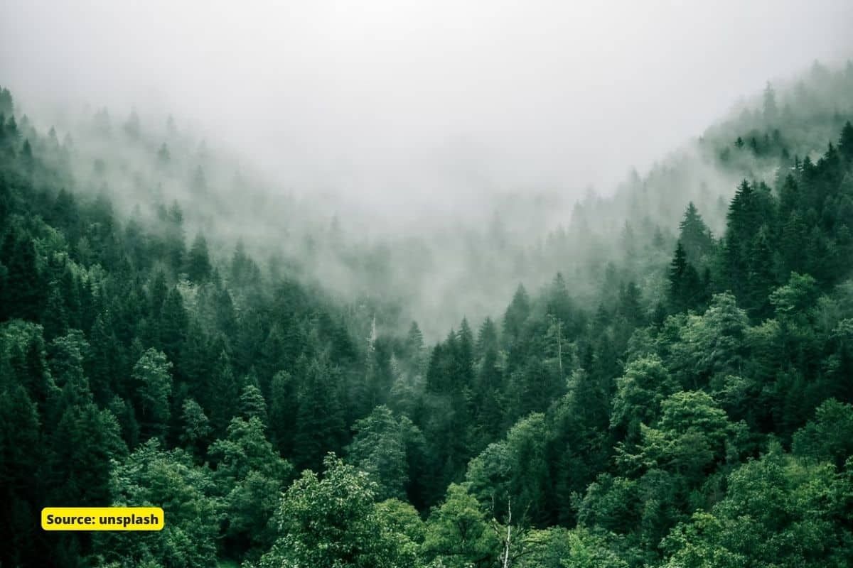 ‘Increasing forest cover of India’ is a misleading claim