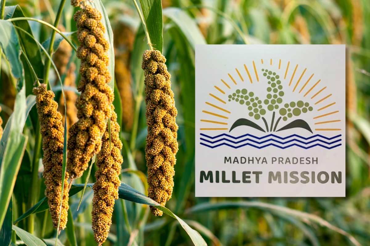 Madhya Pradesh Government launches 'Millet Mission' with 80% subsidy