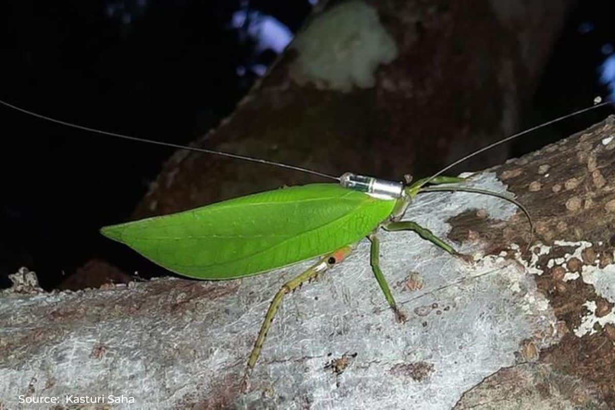 Female katydids face higher predation risk: study finds