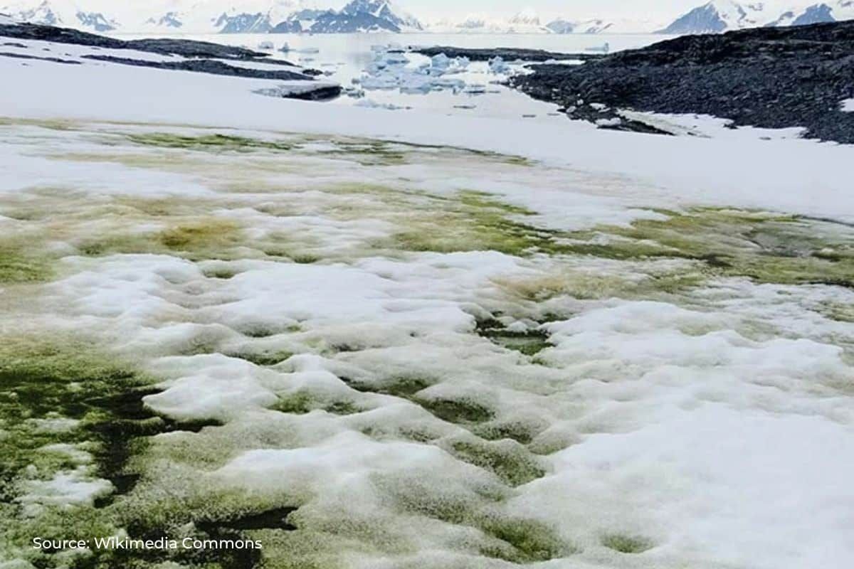 Algae bloom in snow increasing, how does it impact mountains?