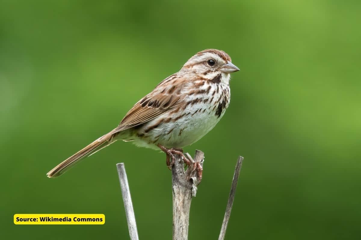 Climate change is fading the colours of birds