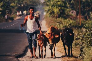 What is the reason behind malnutrition in cattle in India?