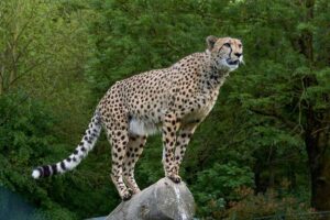 2nd Cheetah died in Kuno in a month, is India's Cheetah project failing?