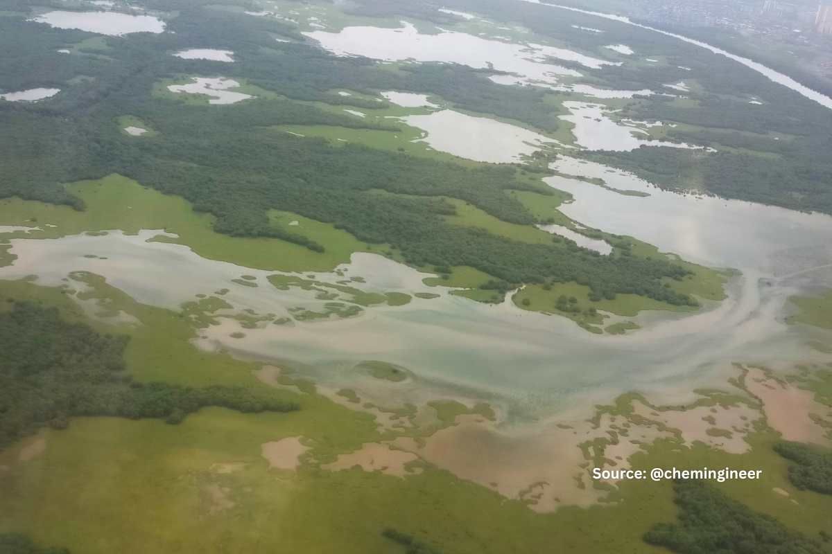 Navi Mumbai's IT hub project threatens biodiversity in mangroves and wetlands
