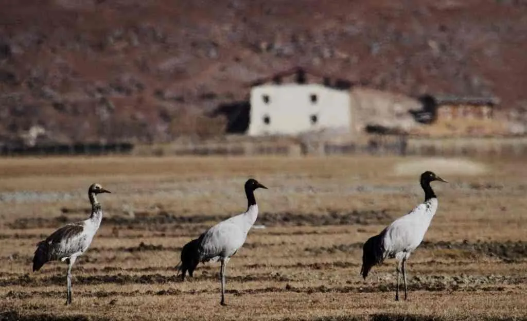 Black-necked Crane