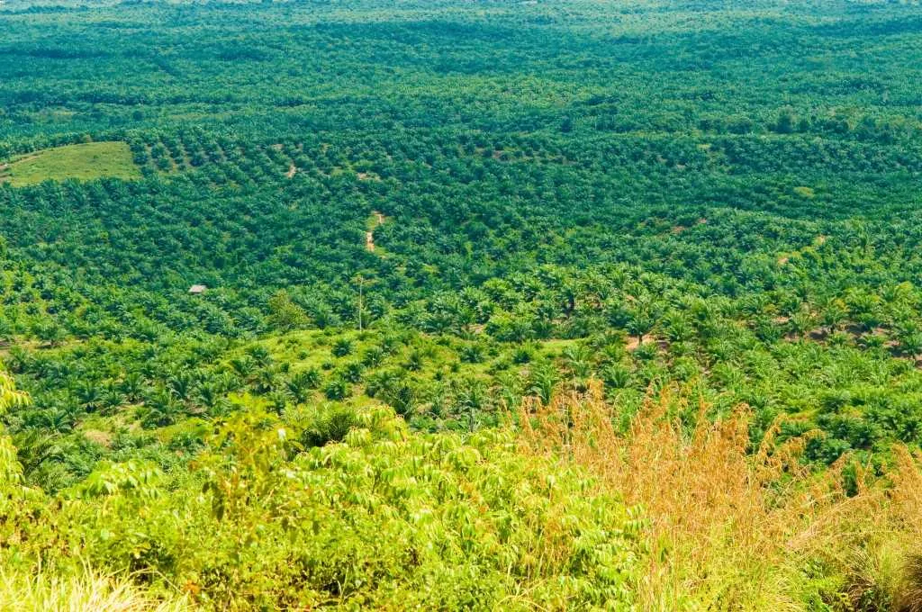 Landscape showing an oil palm plantation