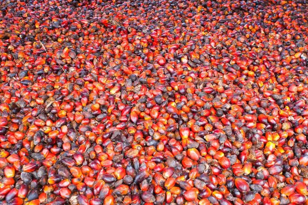 Oil palm fruits|
