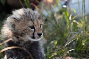 One cheetah cub died in Kuno national park, this is the reason