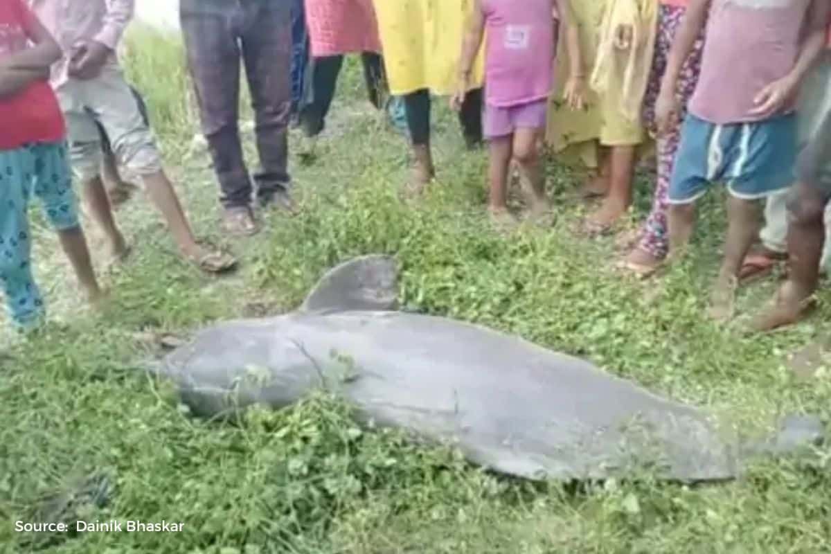 10 Gangetic river Dolphins mysteriously died in last one year
