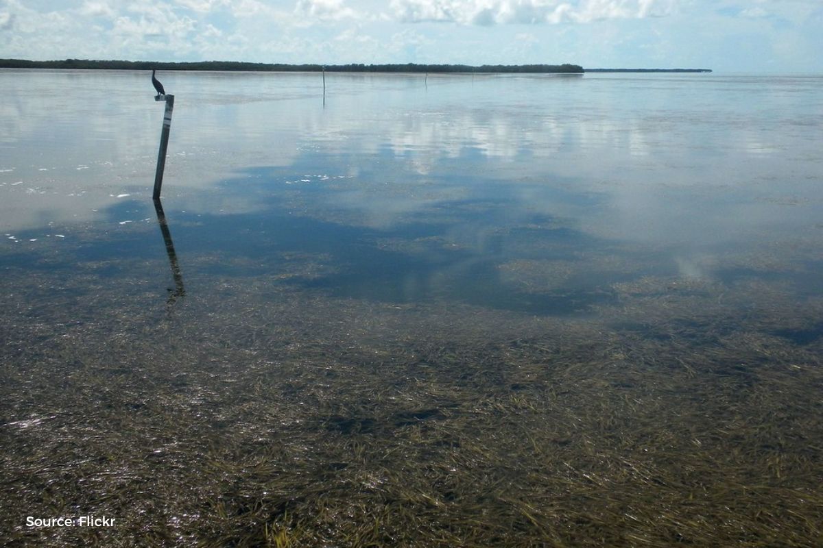 India's lakes in danger: Alarming drying threatens water security