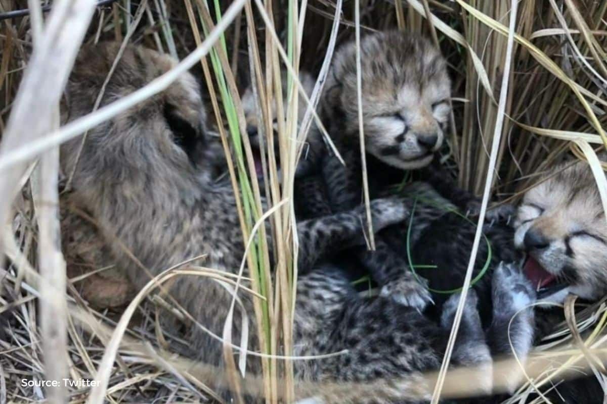 Difference of temp in Namibia & India, reason of Cheetah cubs' deaths?