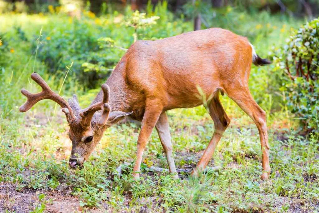 Endangered Hangul in Kashmir