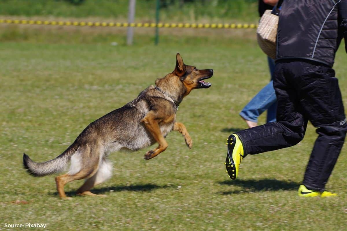 Climate change is making your dog aggressive: Report