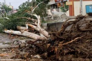 How much destruction Biporjoy cyclone caused after landfall in Gujarat?