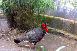 Rare Western Tragopan spotted in Kashmir